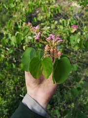 Bauhinia macranthera