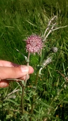Cirsium lomatolepis