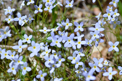 Houstonia caerulea