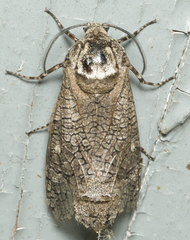 Prionoxystus macmurtrei