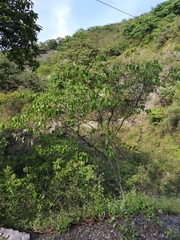Bauhinia macranthera