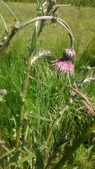 Cirsium lomatolepis