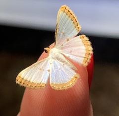 Leuciris