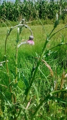 Cirsium lomatolepis