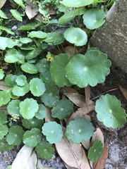 Hydrocotyle umbellata image
