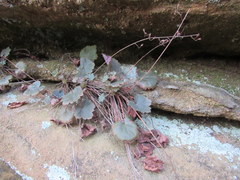 Heuchera missouriensis