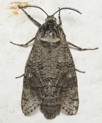 Prionoxystus macmurtrei