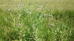 Cirsium lomatolepis