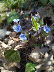 Omphalodes cappadocica