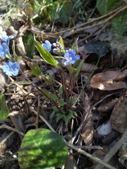Omphalodes cappadocica