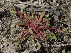 Chorizanthe polygonoides longispina