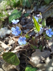 Omphalodes cappadocica