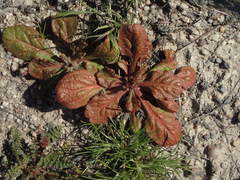 Chorizanthe fimbriata