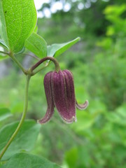 Clematis fusca