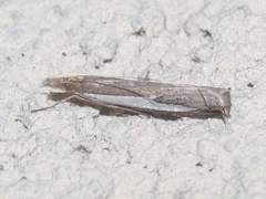 Crambus leachellus
