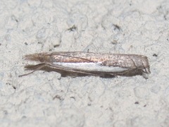 Crambus leachellus