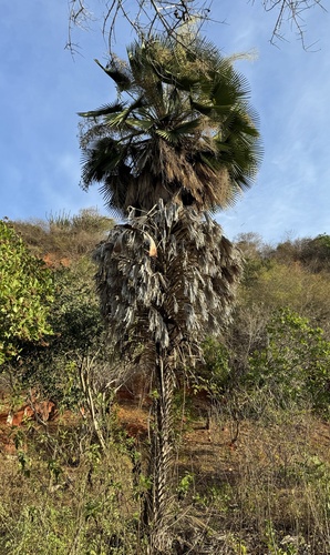 Carnauba wax palm (Copernicia prunifera)