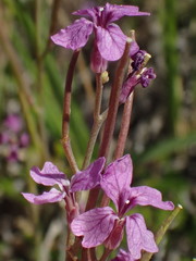 Sibaropsis hammittii