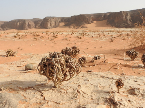 true rose of Jericho