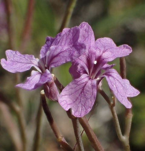 Image of Sibaropsis hammittii by (c) Ron Vanderhoff, some rights reserved (CC BY)