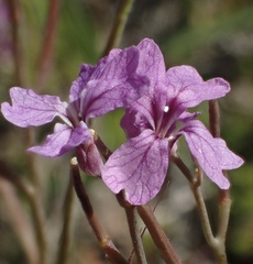 Sibaropsis hammittii