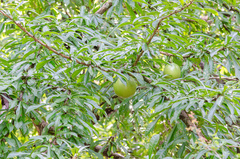 Crescentia cujete image