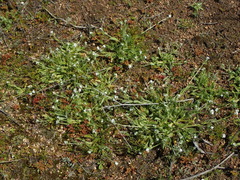 Plagiobothrys canescens canescens