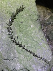 Elodea