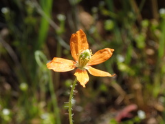 Papaver californicum
