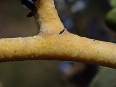 Ceanothus pendletonensis