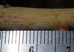 Ceanothus pendletonensis