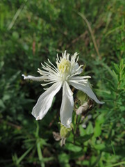 Clematis hexapetala