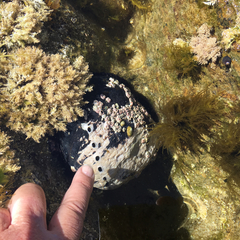 Haliotis cracherodii