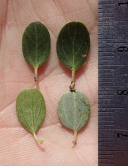 Ceanothus pendletonensis