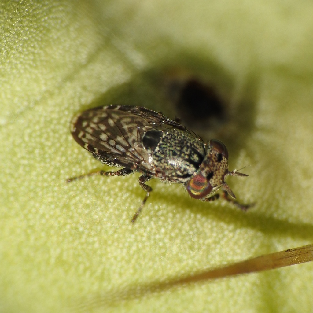 Stictomyia punctata