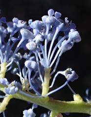 Ceanothus pendletonensis