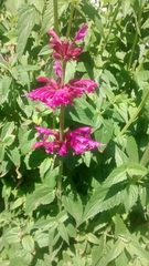 Agastache mexicana