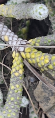 Ozothamnus coralloides