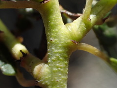 Ceanothus pendletonensis