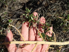 Ceanothus pendletonensis