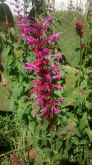 Agastache mexicana