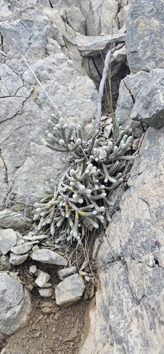 Ozothamnus coralloides, photograph 1
