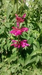 Agastache mexicana