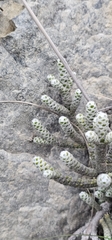 Ozothamnus coralloides, photograph Henry Hart, CC0, iNaturalist via GBIF