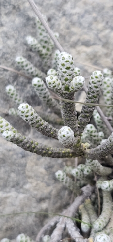Ozothamnus coralloides, photograph 3