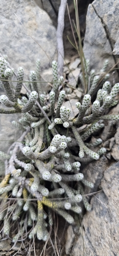 Ozothamnus coralloides, photograph 4
