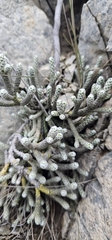 Ozothamnus coralloides, photograph Henry Hart, CC0, iNaturalist via GBIF
