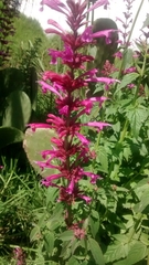 Agastache mexicana