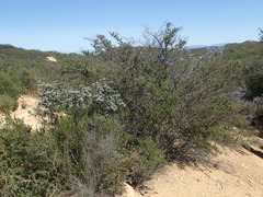 Ceanothus pendletonensis