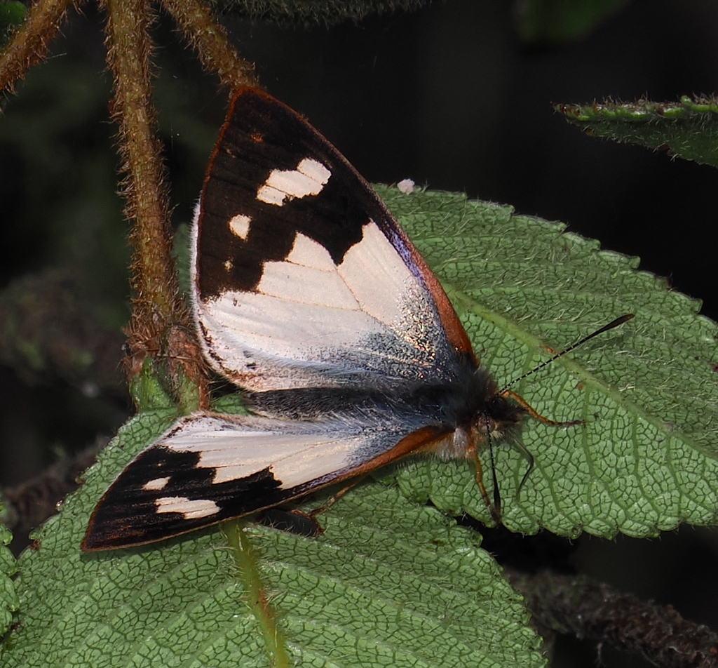 Lymanopoda melia